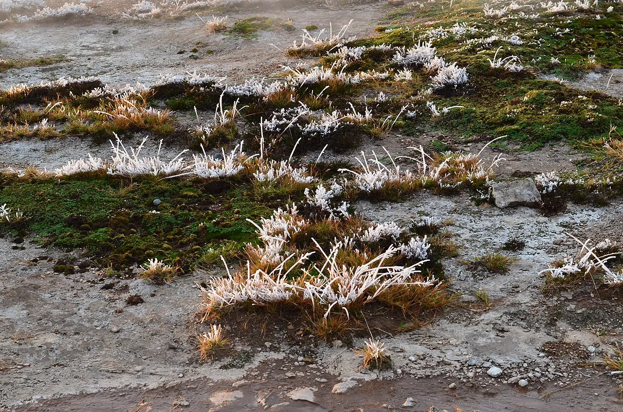 Rijp op de uiteinden van grassprieten op koude grond in de vroege ochtend.